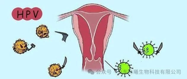 8成女性感染过HPV